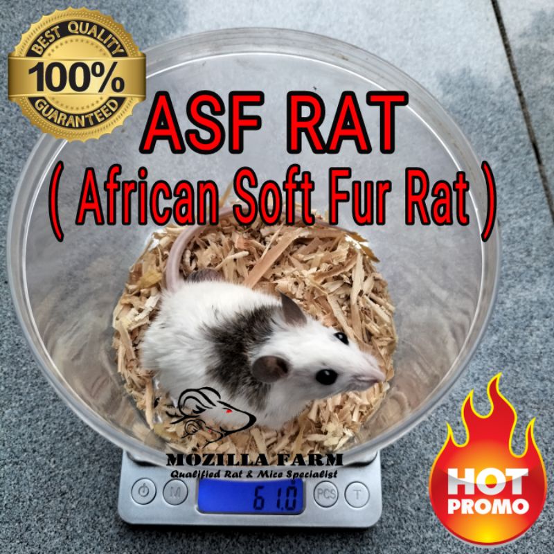 Jual Tikus Putih ASF Rat / African Soft Fur Rat Size XL ( 5170 Gr