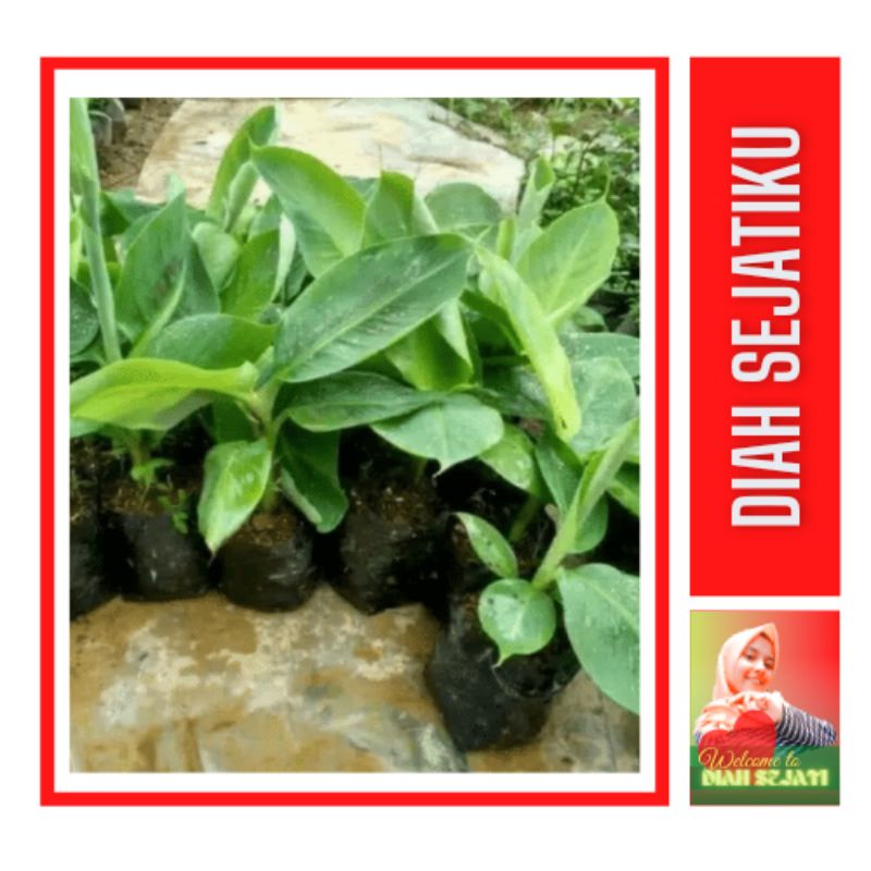 Bibit Pisang Raja Bulu Super