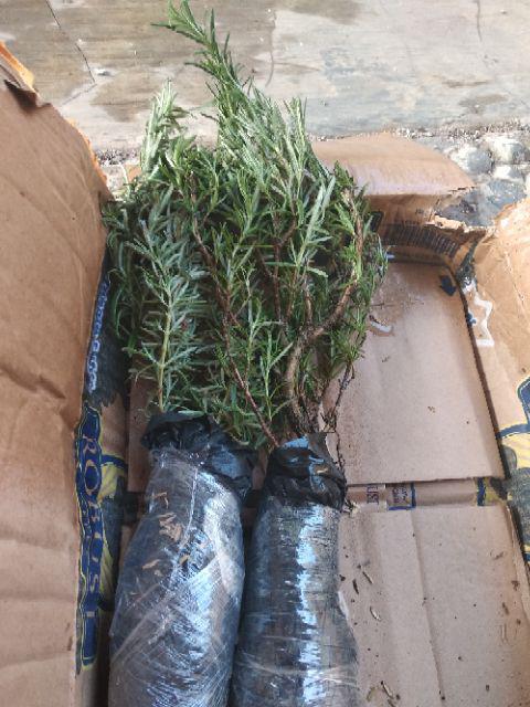 Tanaman Hias Rosemary Anti Nyamuk