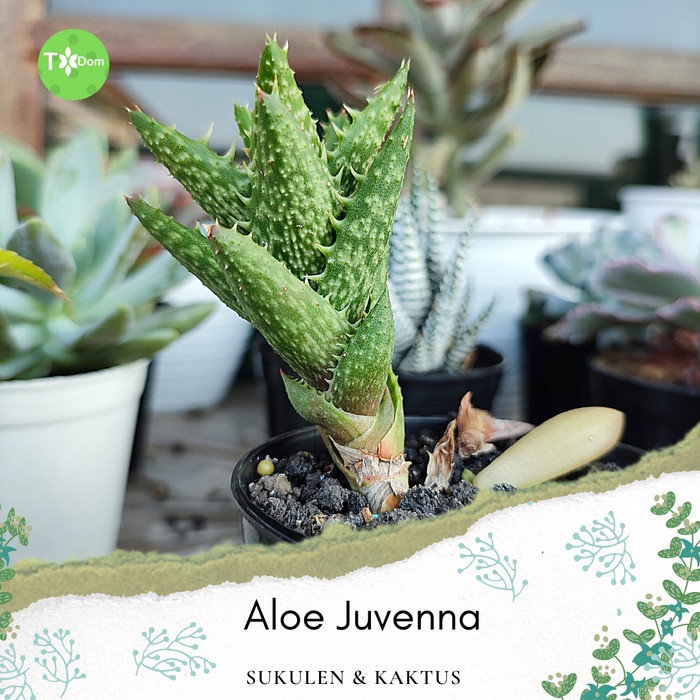 Aloe juvenna Tiger Tooth Aloe tanaman hias lidah buaya sukulen kaktus