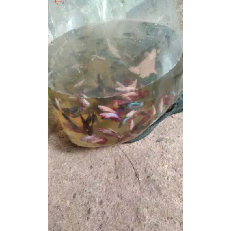 

hatmoun betina paket 23 ekor