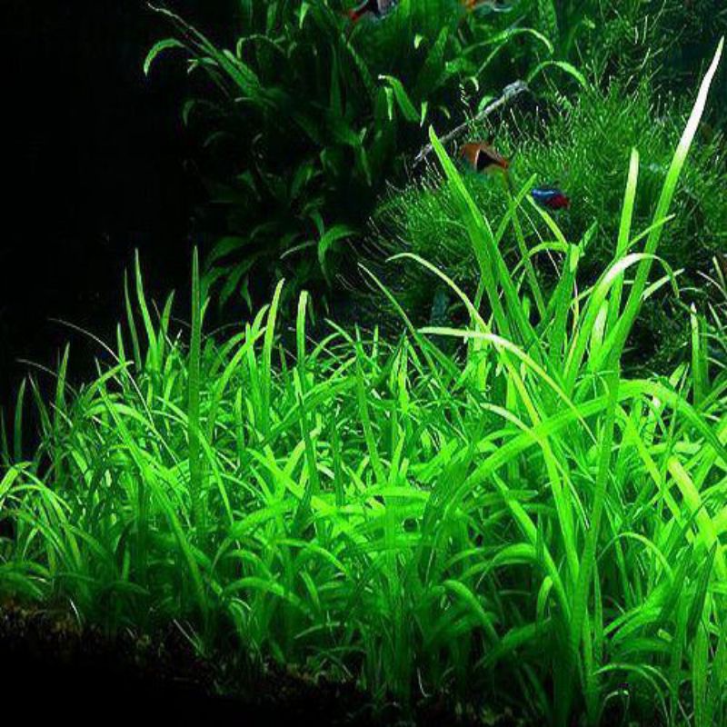 Sagitaria Subulata Dwarf Tanaman Aquascape Akuarium hias air