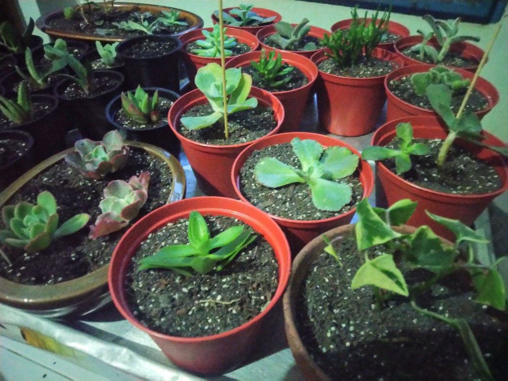 Sesebi Garden Alat Berkebun Kecil Mini Set Isi 3 Jenis Murah