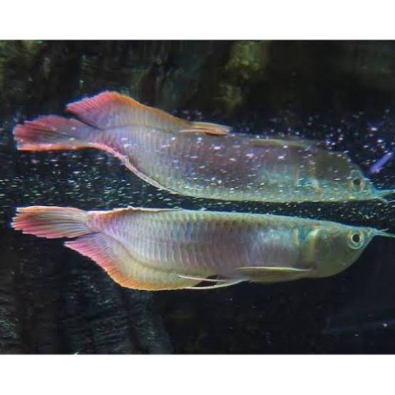 ikan arwana/arowana silver red serat merah brazil size 15-17 cm reall