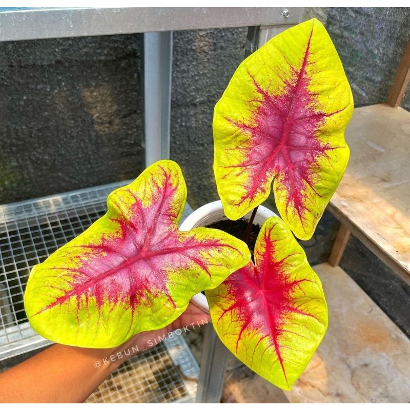 Tanaman Hias Keladi/Caladium Lemon blush/keladi kuning/keladi hias hybrid/keladi import thailand