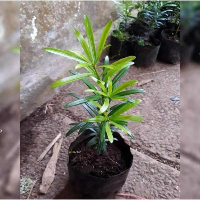 Tanaman hias lohansung - bahan bonsai lohansung - Biibit tanaman bonsai