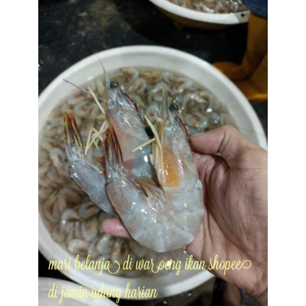 

Udang Jerebung Segar Udang fresh harian udang laut size 50-60