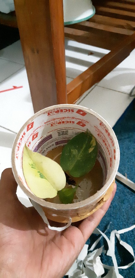 Tanaman Brekele /brulemax Varigata