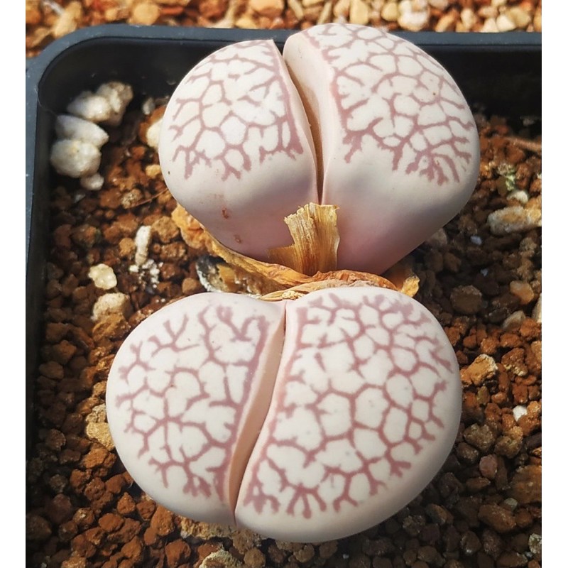 Dinteranthus Vanzylii "extra bold red lines" seeds (import)