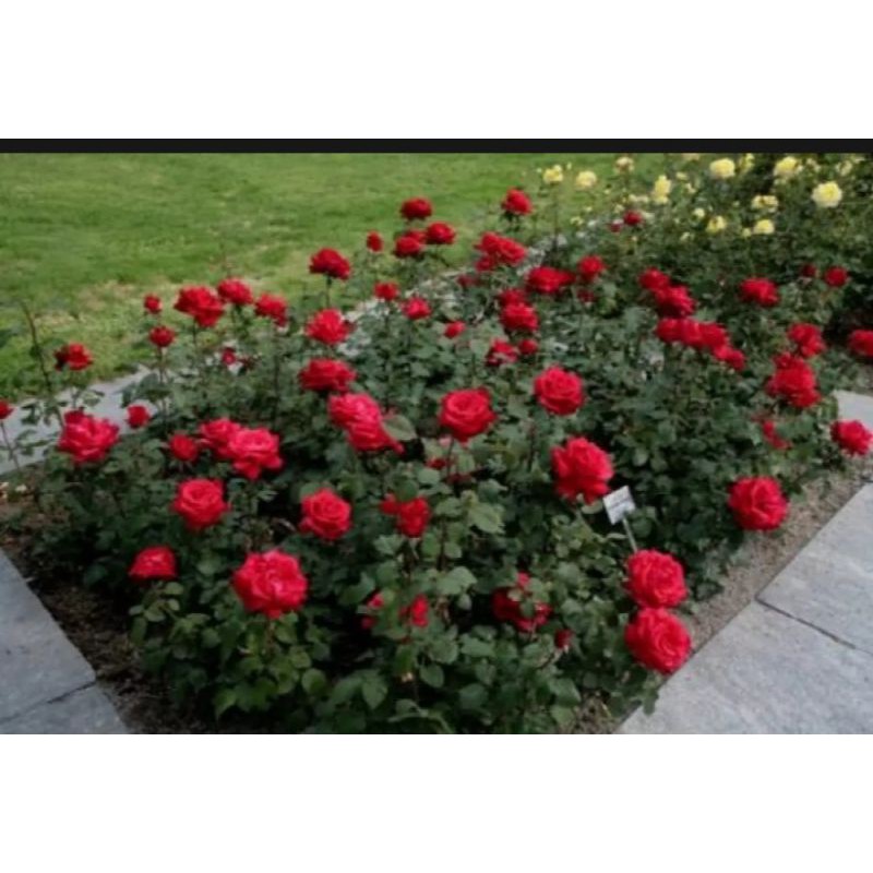 

BUNGA MAWAR MERAH SUPER