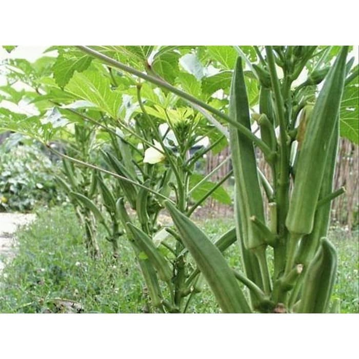 Benih / Biji / Bibit KNOWN YOU SEED KYS - Okra F1 Greennie 5gr