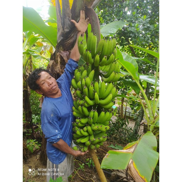 bibit pisang Cavendish super