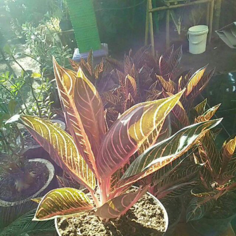 Aglonema red sumatra remaja daun 5/6