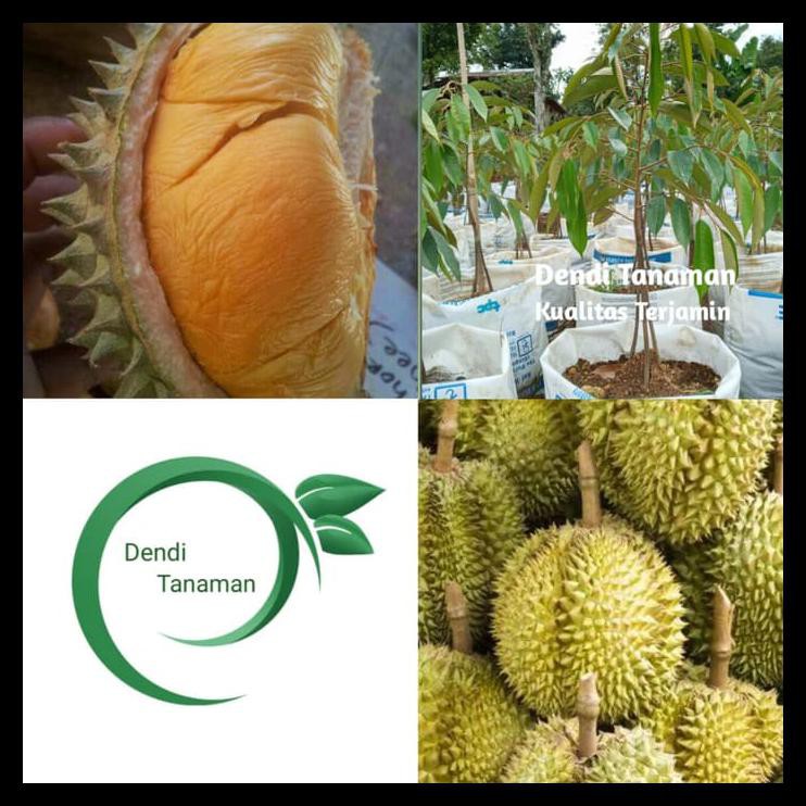 Diskon Bibit Pohon Durian Ochee Duri Hitam Kaki 3 1 Meter / Durian Okulasi