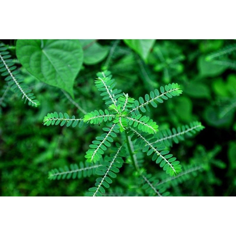 

Daun Meniran fresh 500 gram