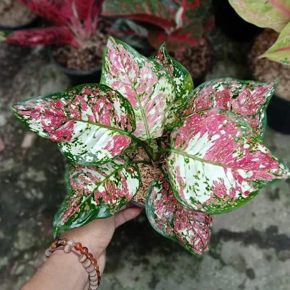 

Terlaris Bonggolan AglonemaTricolour Petani Aglonema2