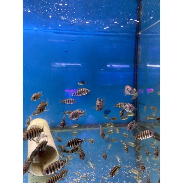Jual CICHLID 99 ZEBRA TILAPIA Shopee Indonesia