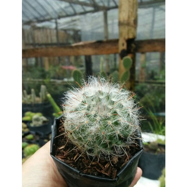 Kaktus kail kapas mini/kaktus ownroot/kaktus pasaman/kaktus mini
