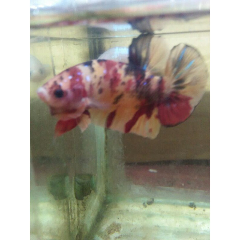 cupang  male yellow base  nemo real pict