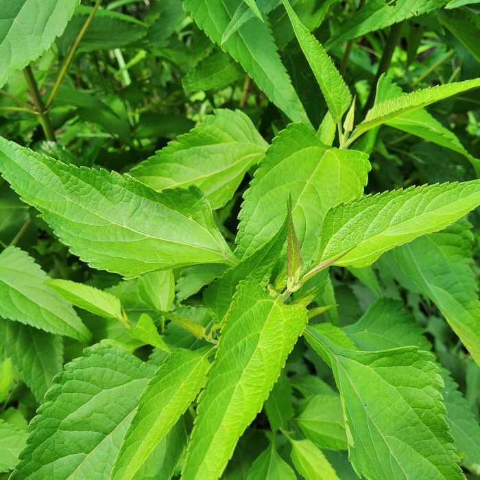 

herbal daun meringgo /kirinyuh