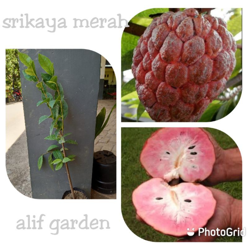 BIBIT SRIKAYA MERAH SUPER MURAH