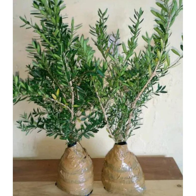 JUAL 3 BIBIT POHON BOKSUS BOXSUS BAHAN BONSAI BIBIT / BENIH / BIJI H3R0