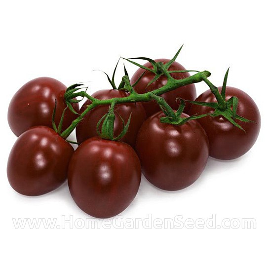 Benih Tomat, Cherry Tomato Black Cherry - Home Garden Seed