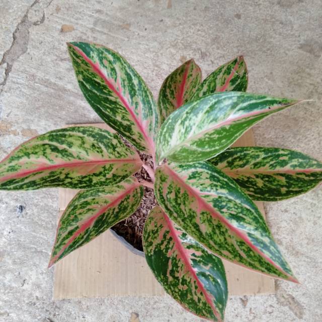 Bunga aglonema buterfly dewasa Shopee Indonesia Bunga aglonema buterfly dewasa Shopee Indonesia