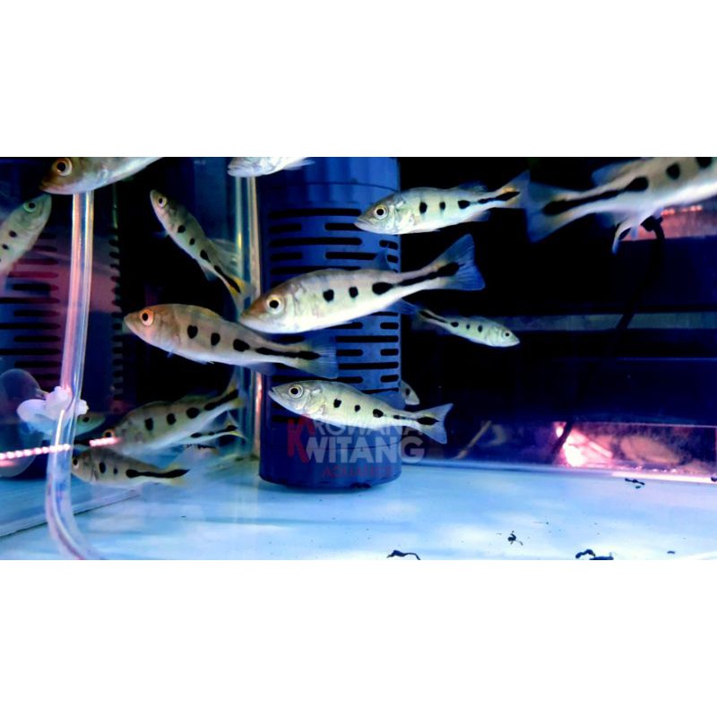 Ikan Hias Predator / Ikan Pbass Mono 6-7Cm / Ikan Pbass / Peacock Bass Monoculus 6Cm