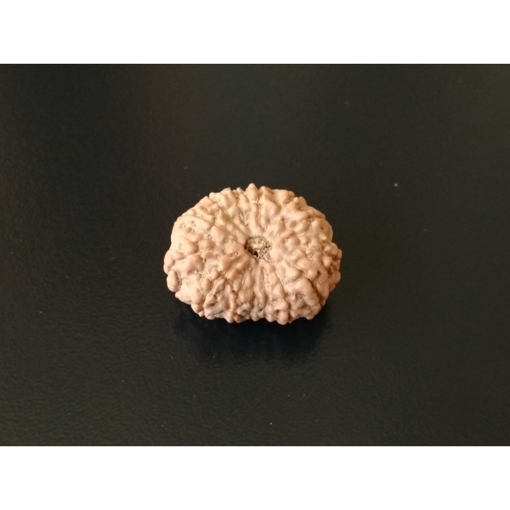 Jenitri Mukhi 14 D21.8x18.05 Liontin Genitri Rudraksha Besar