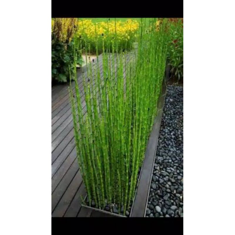 Termurah tanaman pagar bambu air