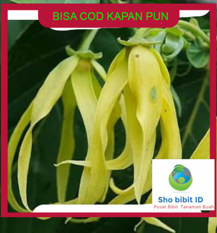 Bibit biji benih tanaman buah Bibit Tanaman Hias Bunga Kenanga tambulampot