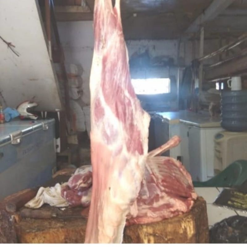 

daging kambing paha belakang kambing muda