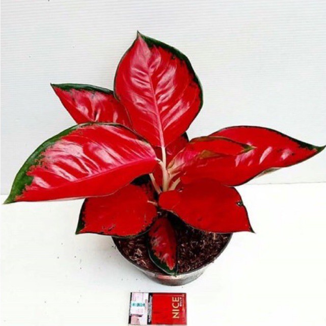 Tanaman hias aglonema suksom jaipong stang pendek - aglonema suksom