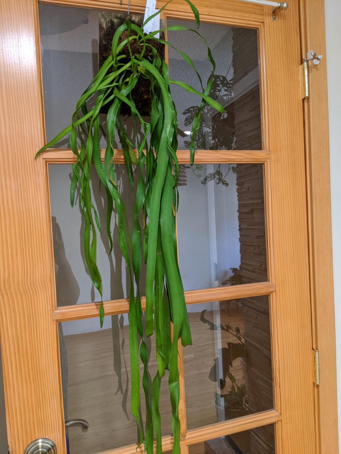 ophioglossum pendulum tanaman hias gantung