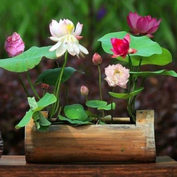 STOCK BARU-368  Benih Bibit biji Bunga Teratai Lotus Bonsai Mini Dwarf Aneka Warna Langka Aquascap