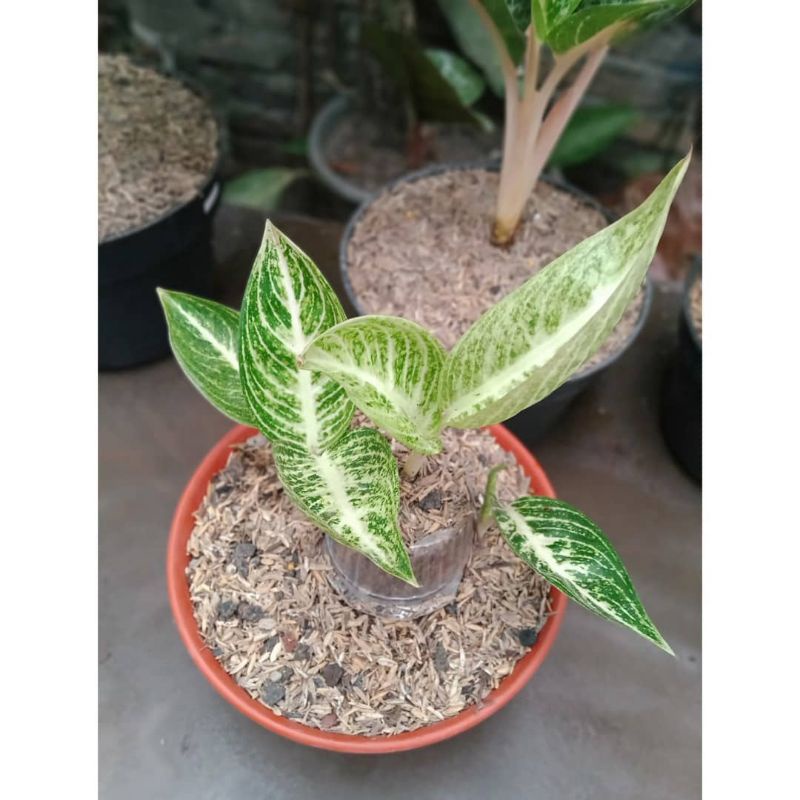 Aglonema legacy salju baby