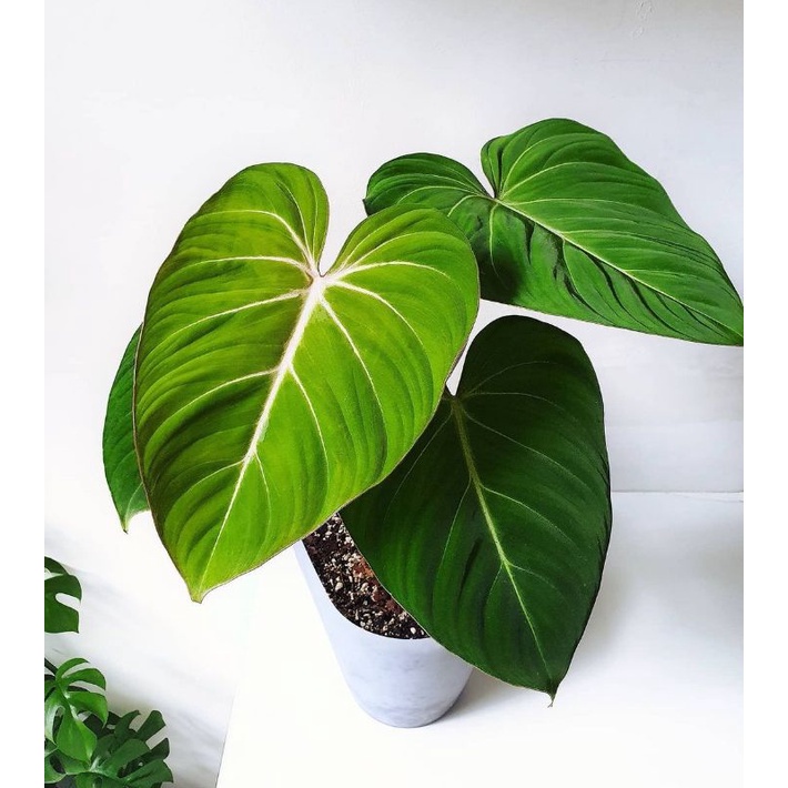 TANAMAN PHILODENDRON GLORIOSUM TANAMAN PHILO GLORIOSUM ZEBRA BUNGA PHILO