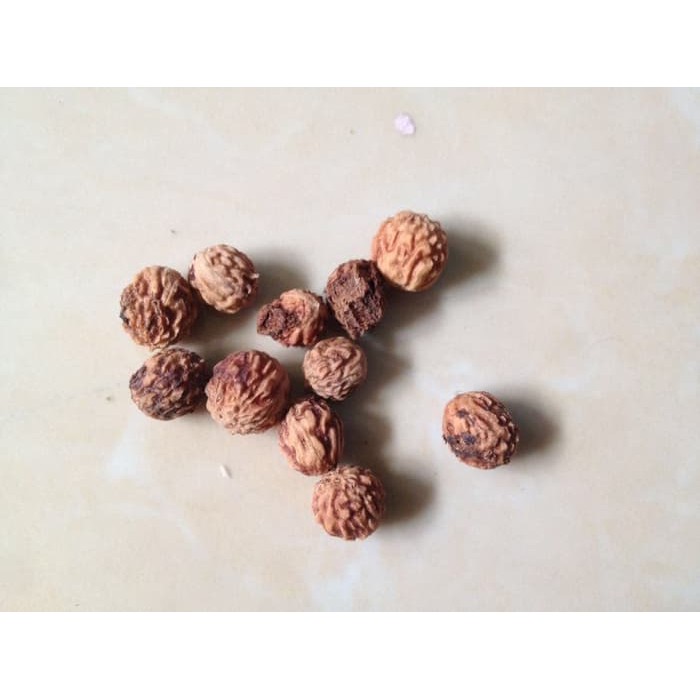 Benih / Biji / Bibit Tanaman Obat Bidara Arab Sidr Asli Original