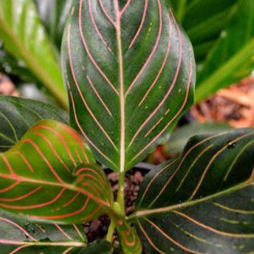 aglonema rotundum Tiger dewasa murah dan terawat