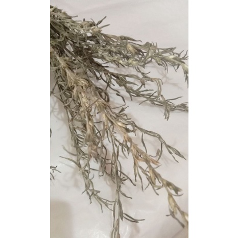 Bunga Rumput Kering Arrow