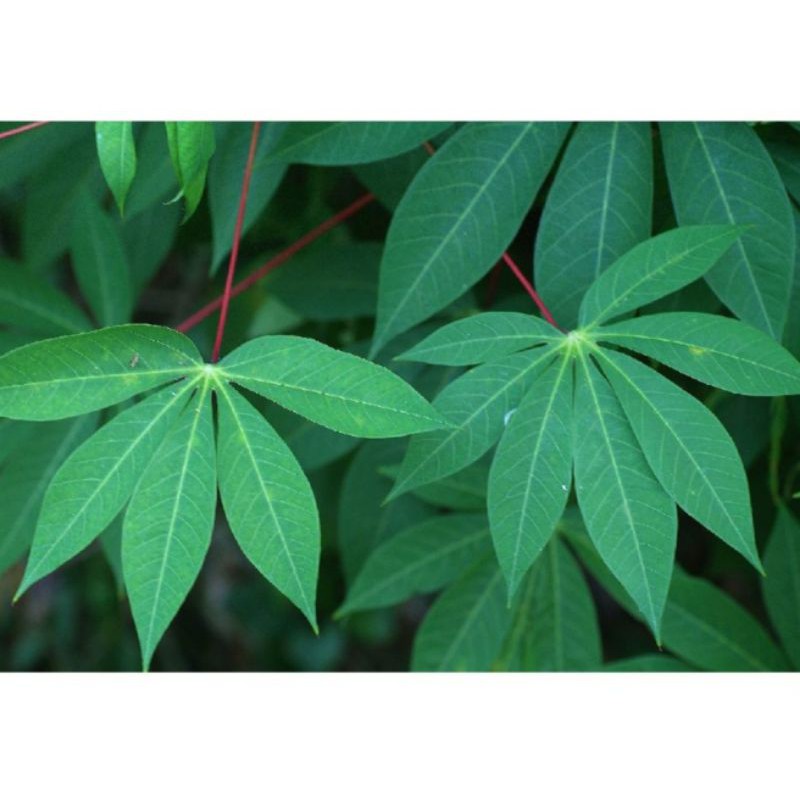 

Sayur Sayuran Segar Daun Singkong Pasar Segar Depok