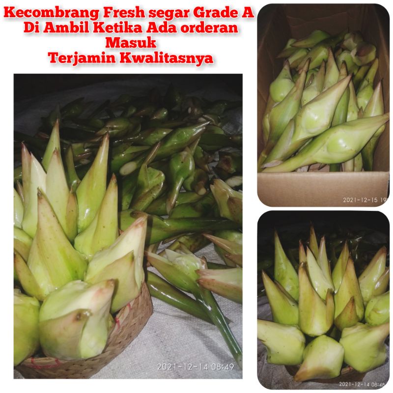 

KECOMBRANG FRESH SEGAR GRADE A KWALITAS OKE