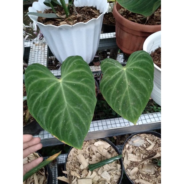 philodendron verrucosum.