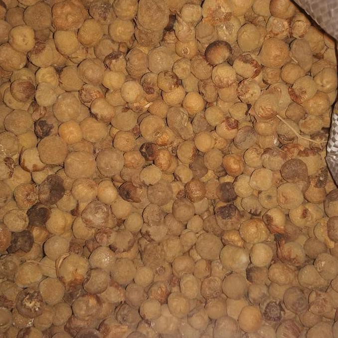 Terbaik 2 Kg Biji Benih Pohon Jati Emas Superan @_#