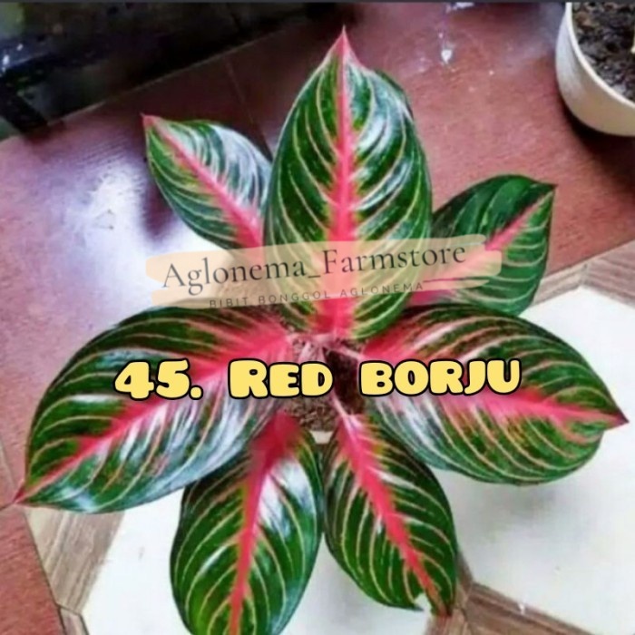 bibit bonggol aglonema RED BORJU. (45)