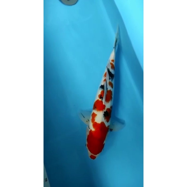 PROMO//IKAN KOI | JENIS KOI SANKE | IKAN HIAS | KOI SUPER | IKAN KOI JUMBO