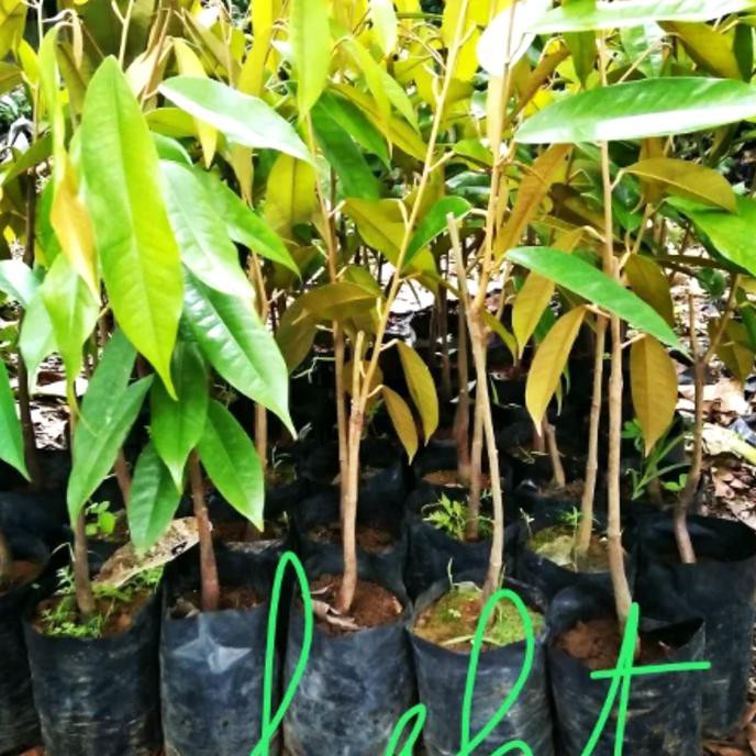 Bibit Durian Musang King - Pohon Durian Musang King