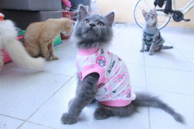 Kaos rip motif kucing lucu pinky untuk kucing dan anjing / baju kucing murah / bakuta size S M L XL