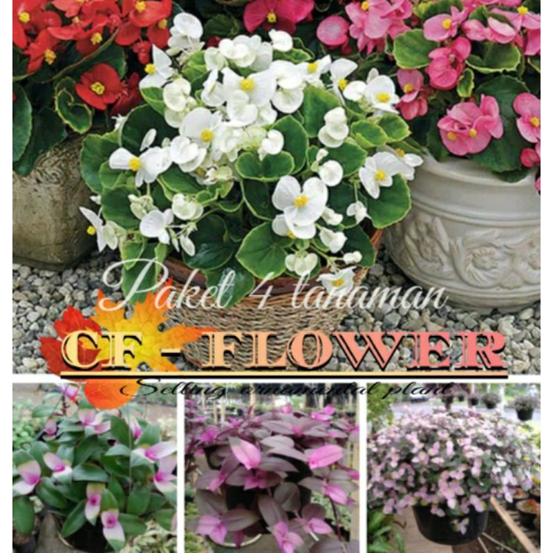 Tanaman hias gantung paket 4pcs Tanaman Hias bunga dan daun